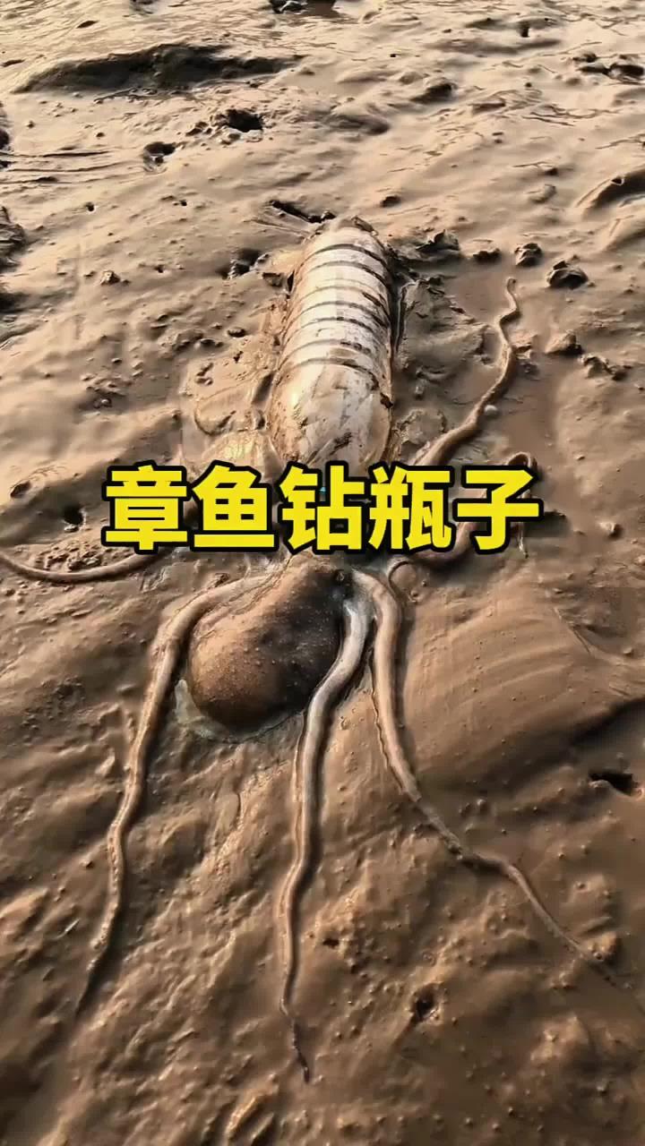 章鱼为什么要往瓶子里钻呢?