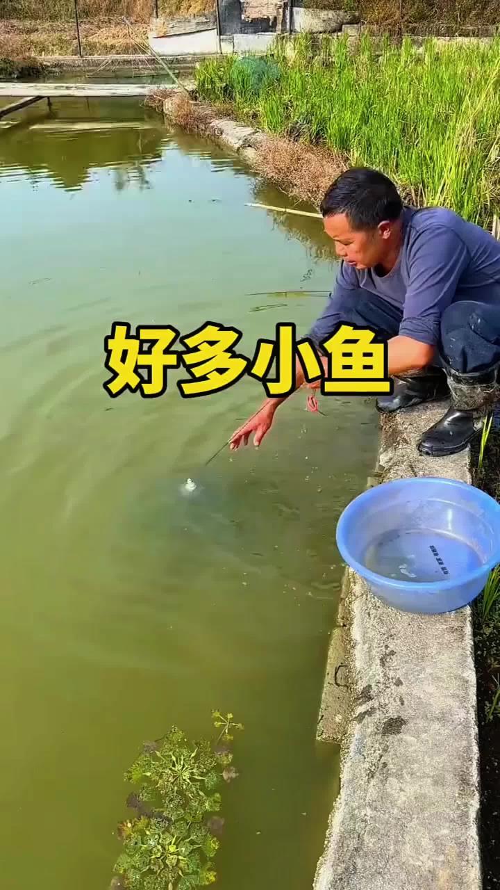 一网捞上来全是小鱼