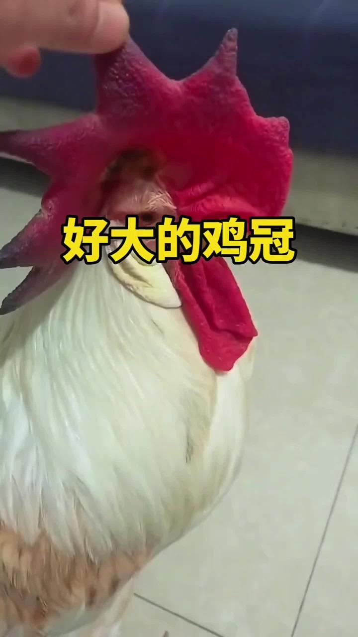 这鸡冠也太大了吧