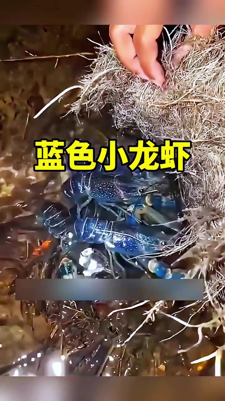 这虾怎么是蓝色的啊