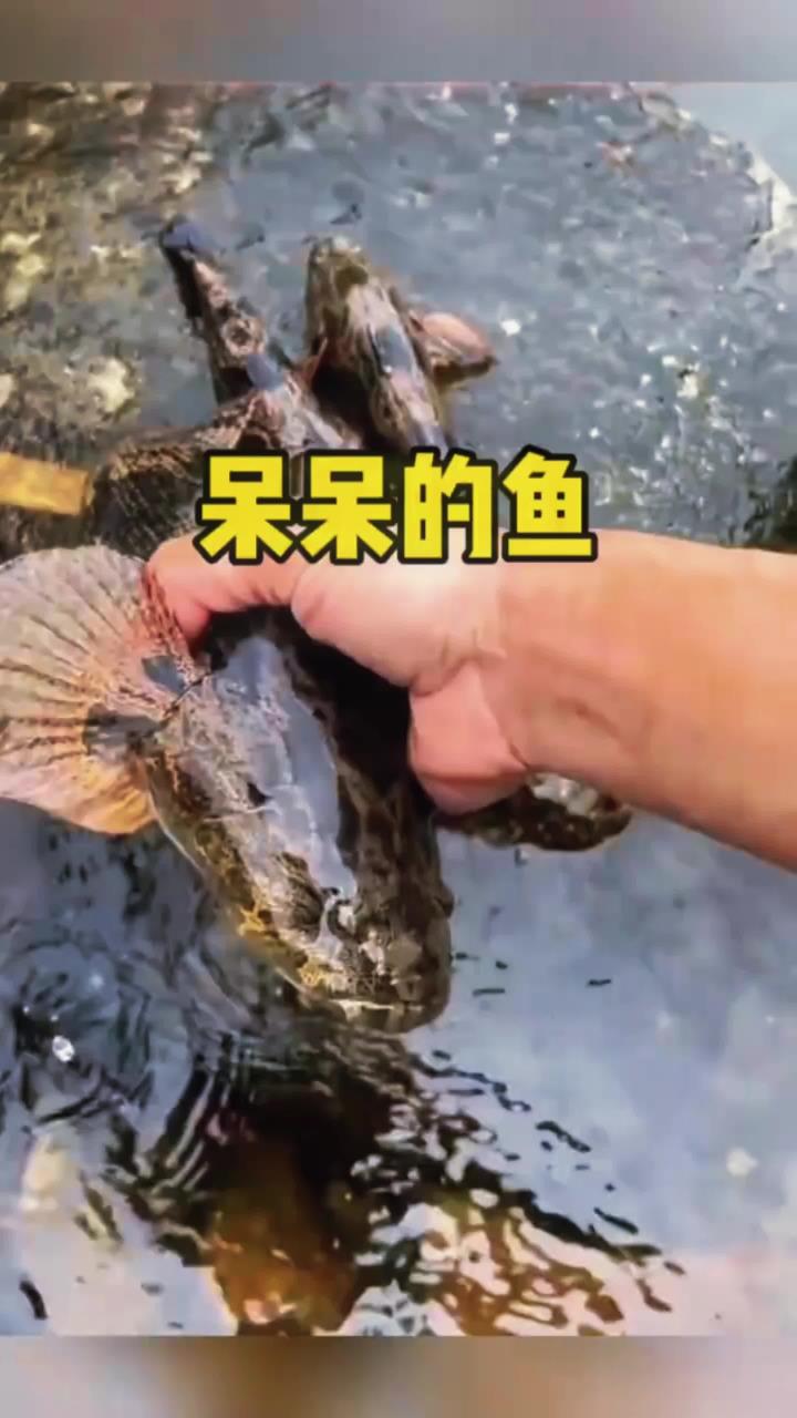 这种鱼长得像黑鱼,却很温柔