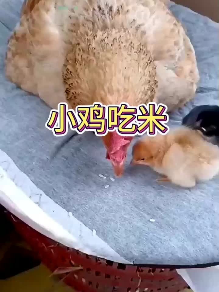 看着母鸡教小鸡吃米的操作,真的太有爱了吧