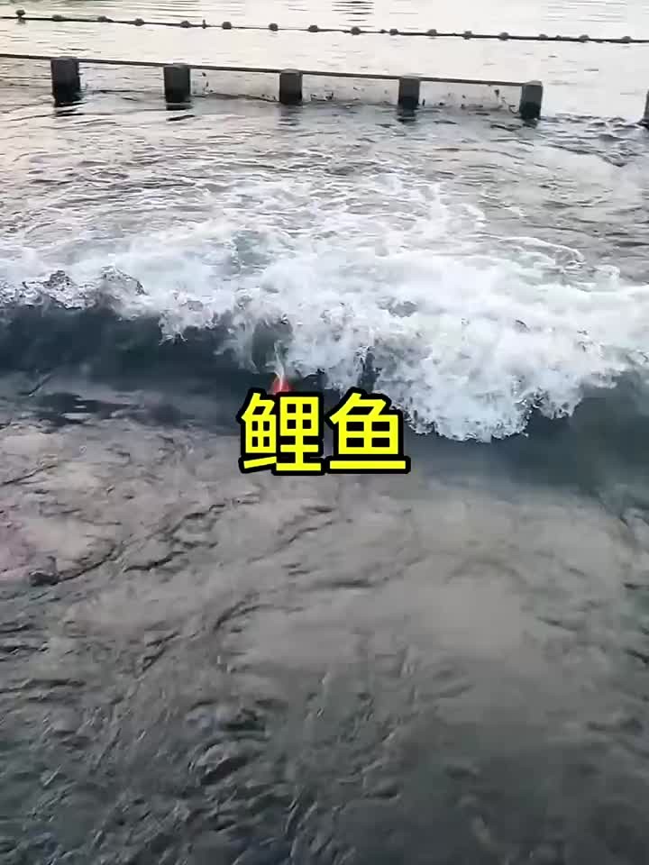 这么厉害的鲤鱼我还是第一次见