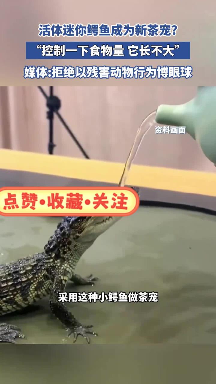 活体迷你鳄鱼成为新茶宠?“控制一下食物量,它长不大”