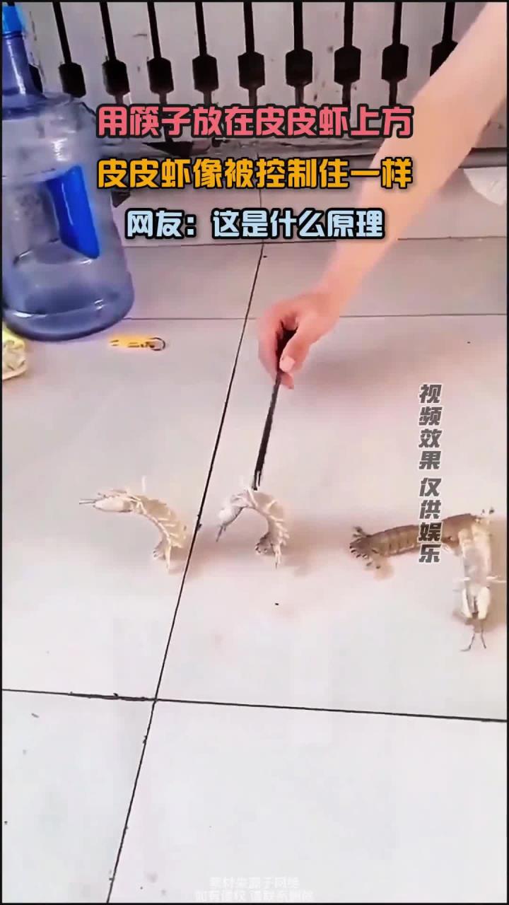 筷子放在皮皮虾上方,皮皮虾像被控制住一样,网友:这是什么原理