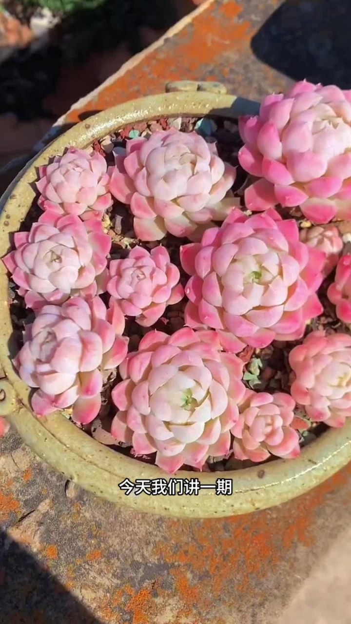 大家还有什么不会养的多肉打在评论区