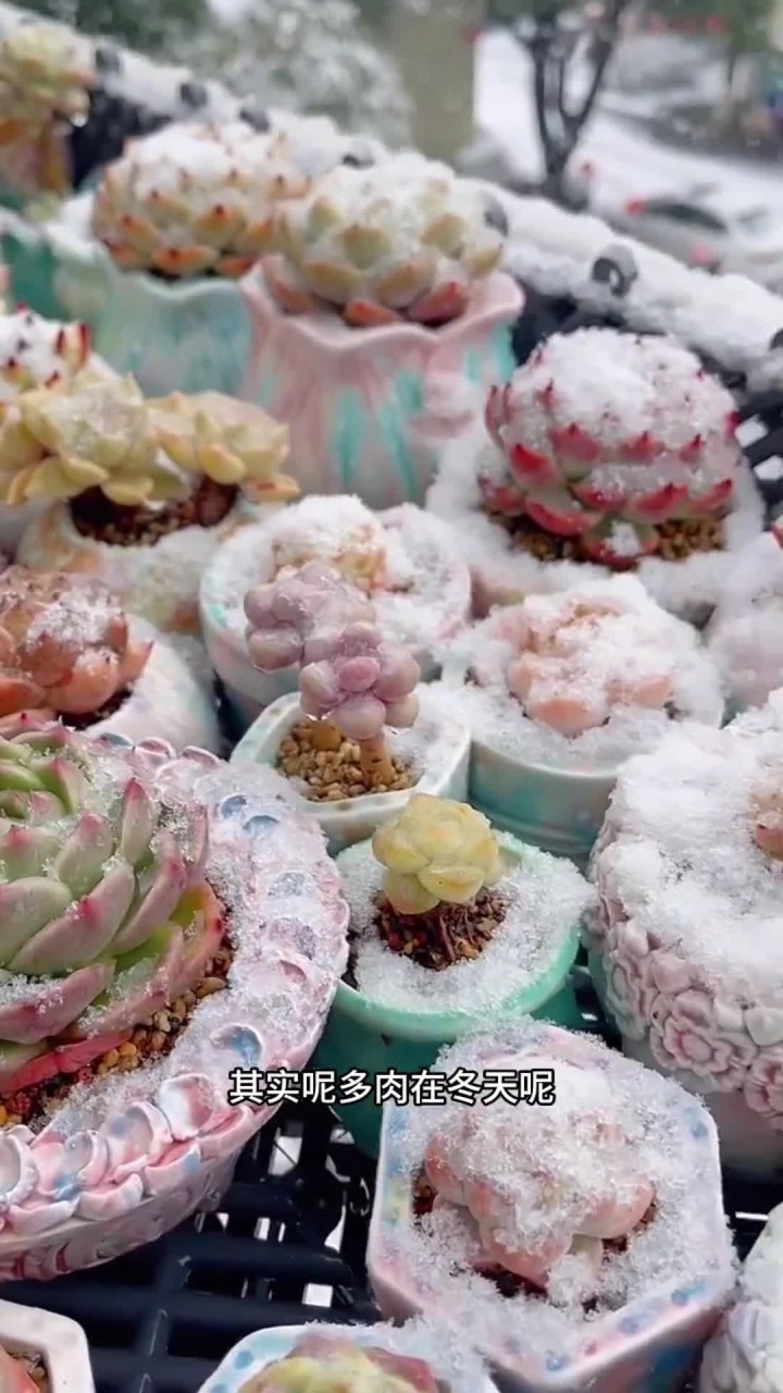 冬天想入手多肉的话，可以选这几个品种