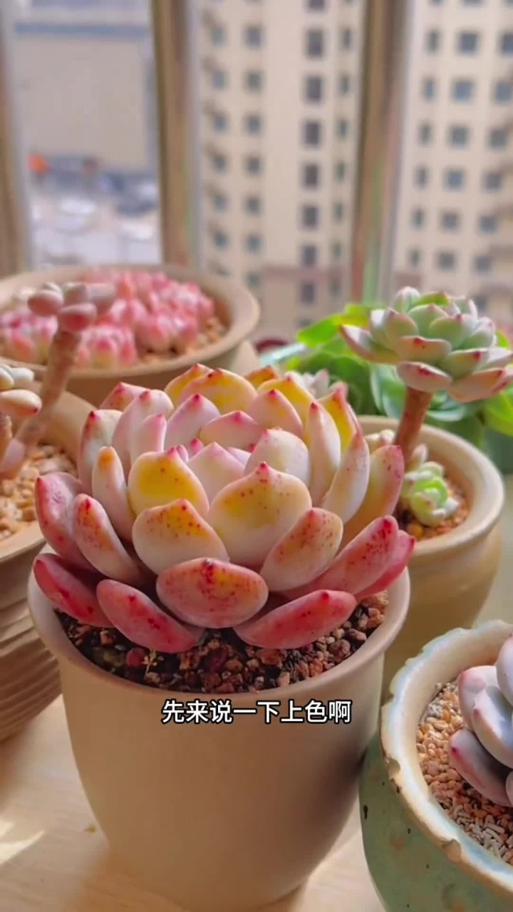 多肉上色还有出锦的区别你知道是什么吗