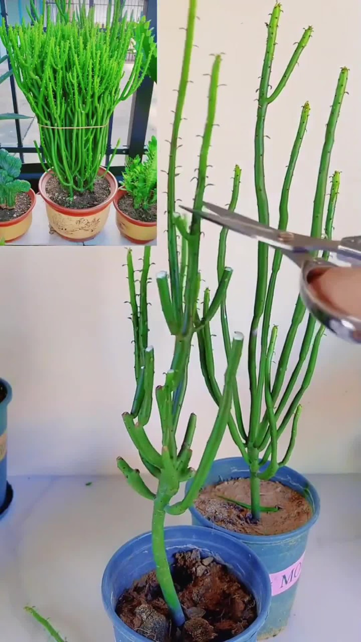 多肉植物适合绿植盆栽，属于绿植花卉