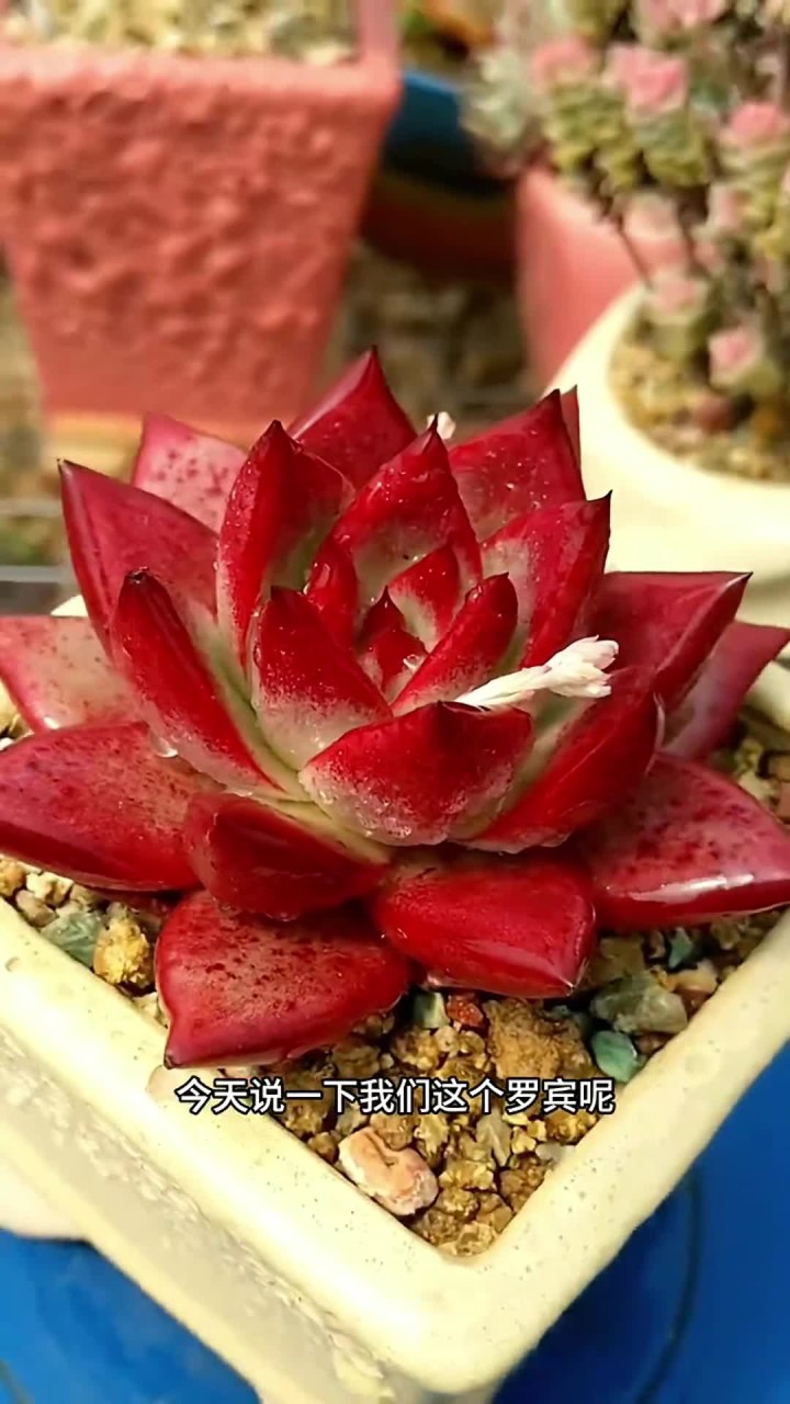 罗宾这款多肉,是我在养殖多肉期间,觉得最难养的多肉