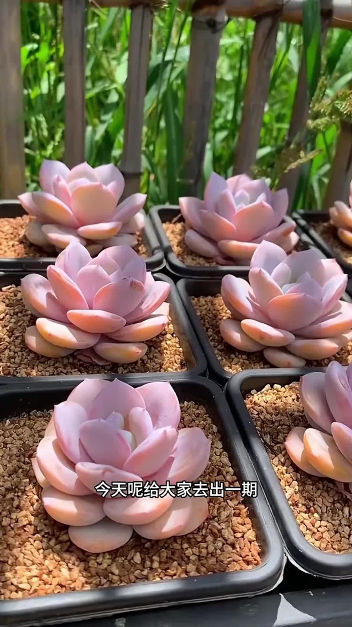 奶茶这个品种不会养,出了一个养护方式
