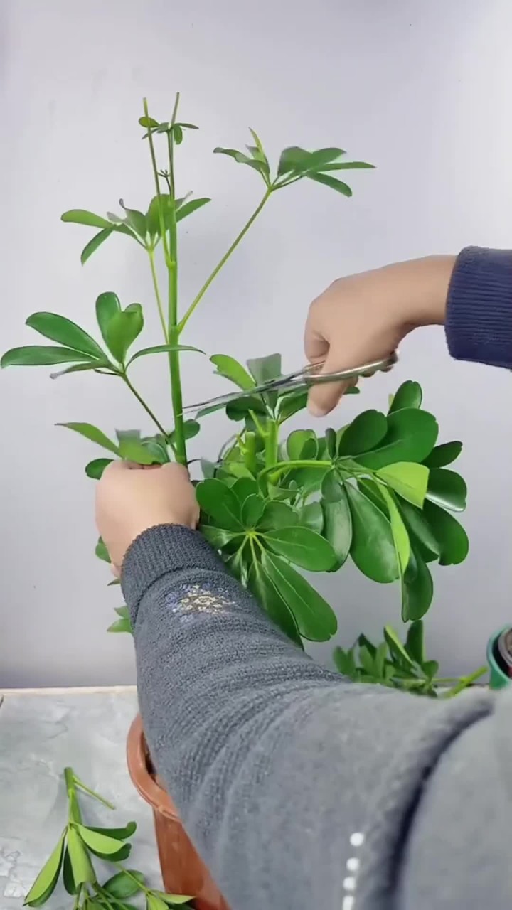 盆栽鸭脚木养护,分享养花经验