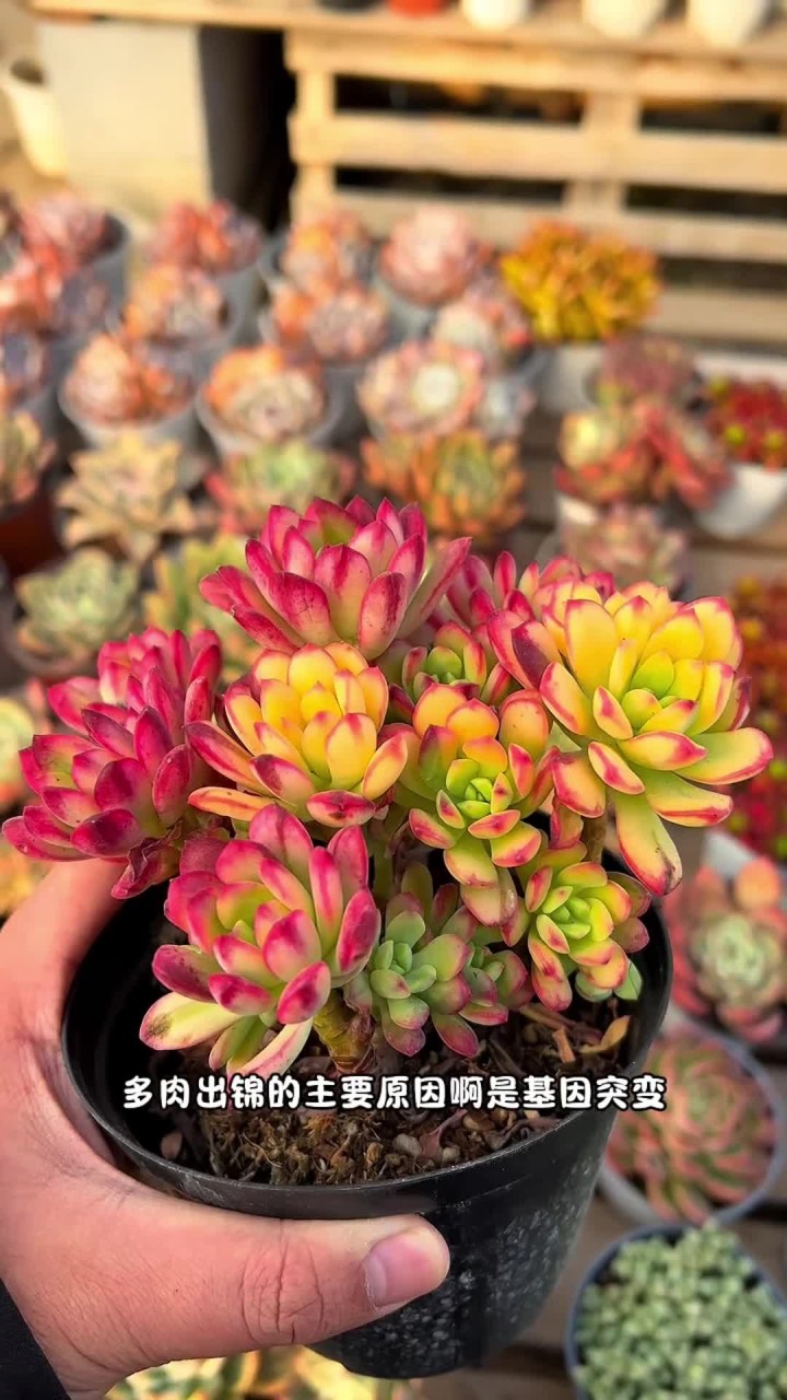 你知道多肉怎么养才可以出锦吗？