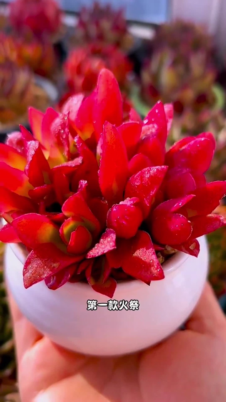 能抗 30 度高温的多肉,你知道有哪些吗?