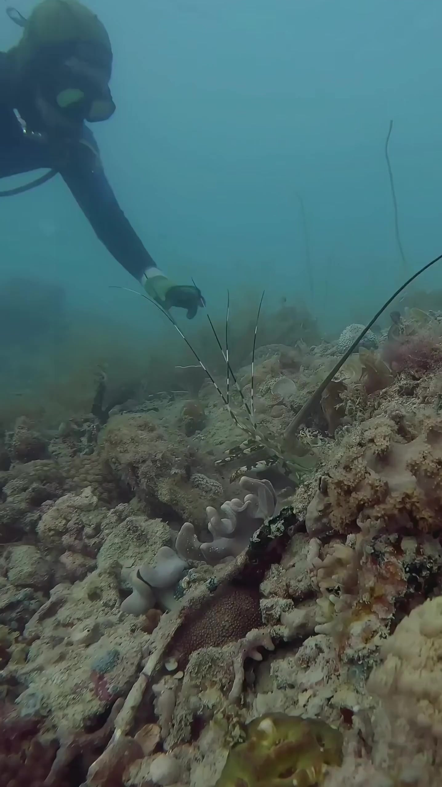 深海抓龙虾的乐趣你想来体验一下吗？