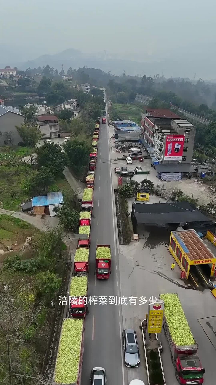 涪陵榨菜大丰收,大型运输车队场面壮观,涪陵乌江榨菜香飘世界