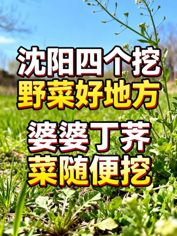 四个挖野菜好地方 婆婆丁荠菜随便挖