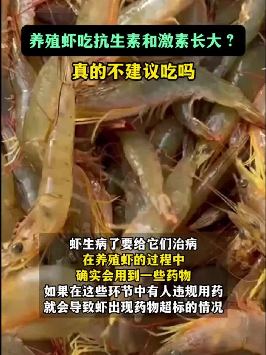 虾类养殖疑云:抗生素与激素的隐秘真相