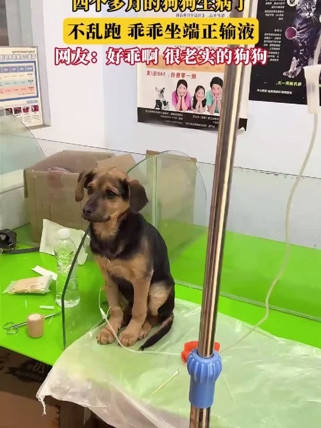 四个多月小狗生病输液超乖坐姿端正，网友直呼太懂事