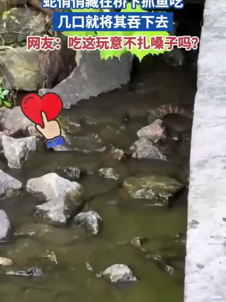 蛇悄悄藏在桥下抓鱼吃 几口就将其吞下去 网友:吃这玩意不扎嗓子
