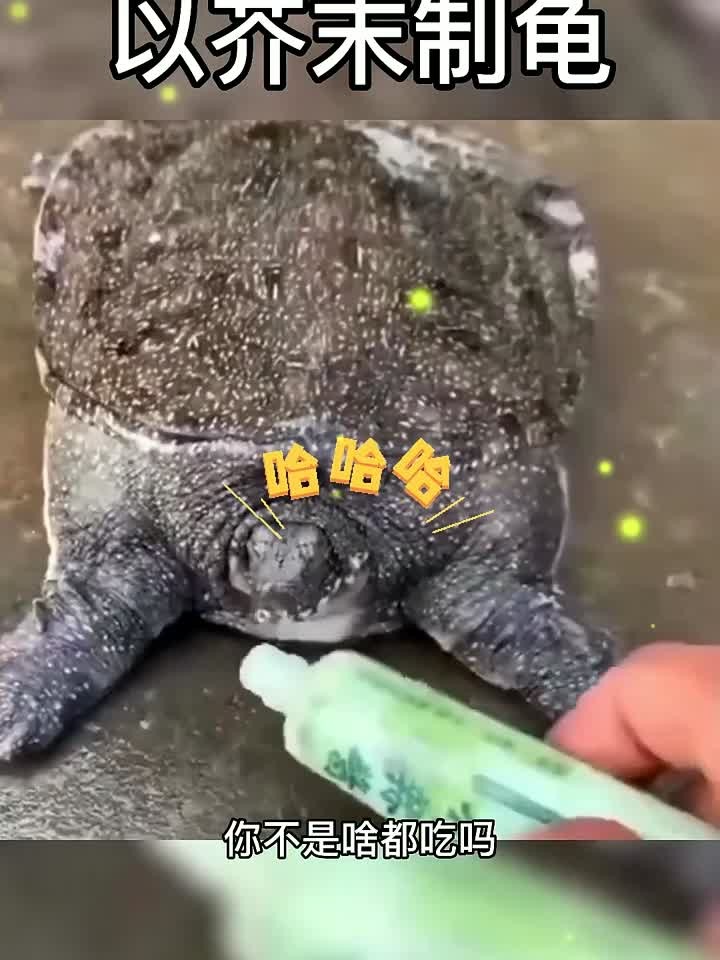 鳄龟属于食肉动物，非常具有攻击性，今天咱们就挫挫它的锐气！