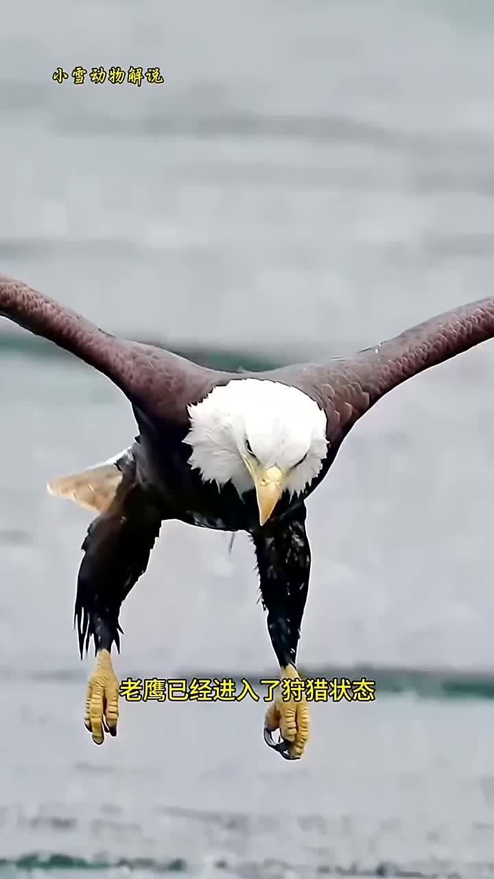 老鹰捕鱼瞬间制胜,空中霸主展现锋利爪牙
