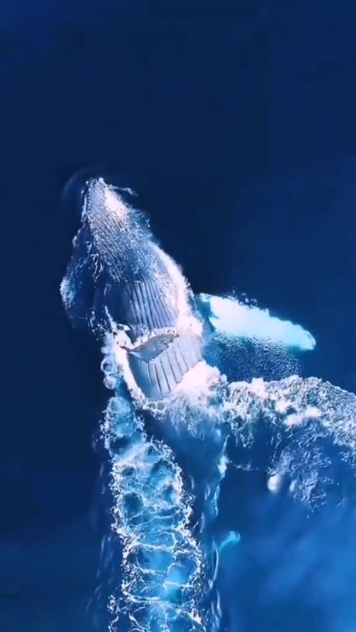 海洋巨兽座头鲸优美翻滚跃出海面的壮观瞬间