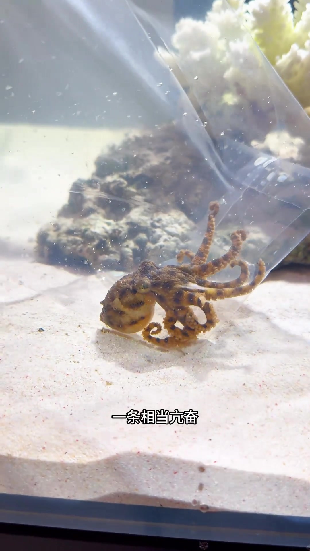 一下到了两条蓝环章鱼!蓝环章鱼竟然还会变色和变形!