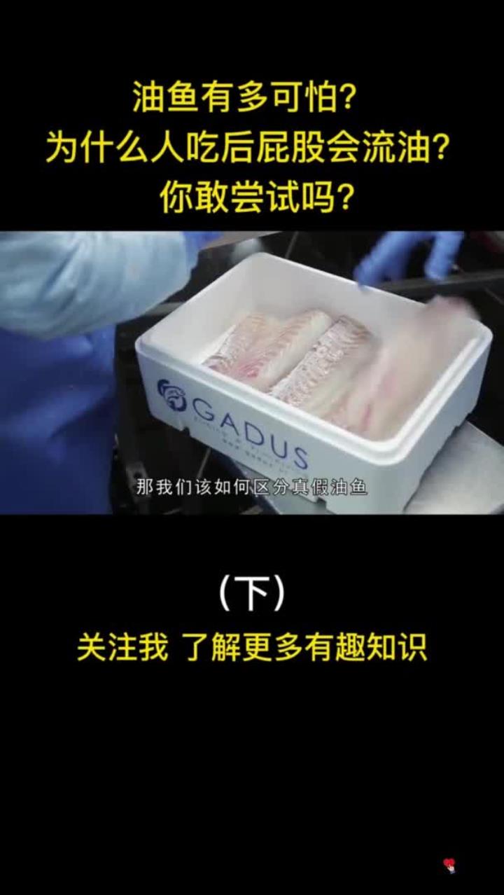 肉质鲜美的油鱼,为什么人吃后会屁股流油?你敢尝试吗?鱼 美食 油鱼 科普