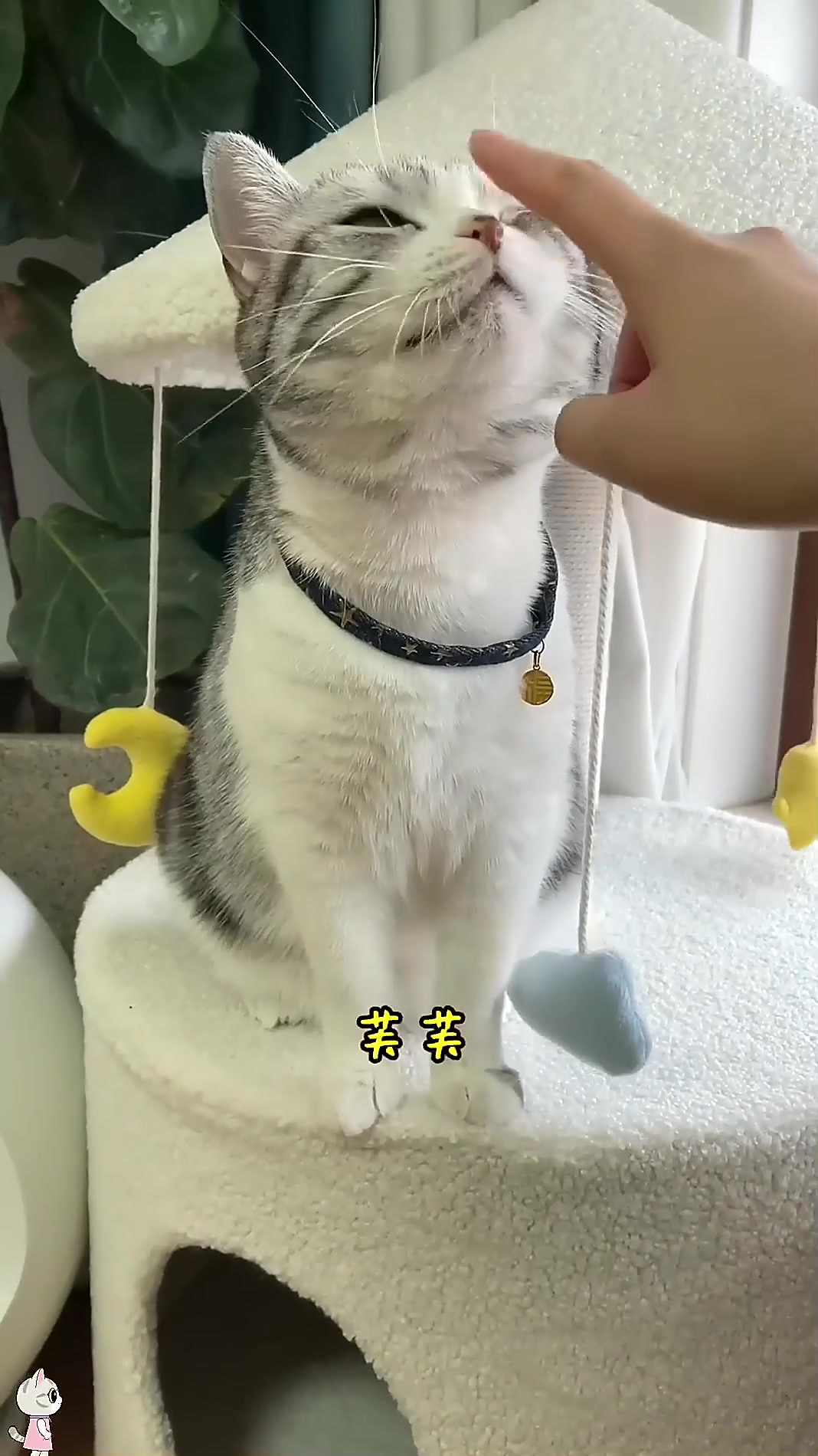 泡芙终于结束了异地恋 以后要常撒猫粮了萌宠开心每一天