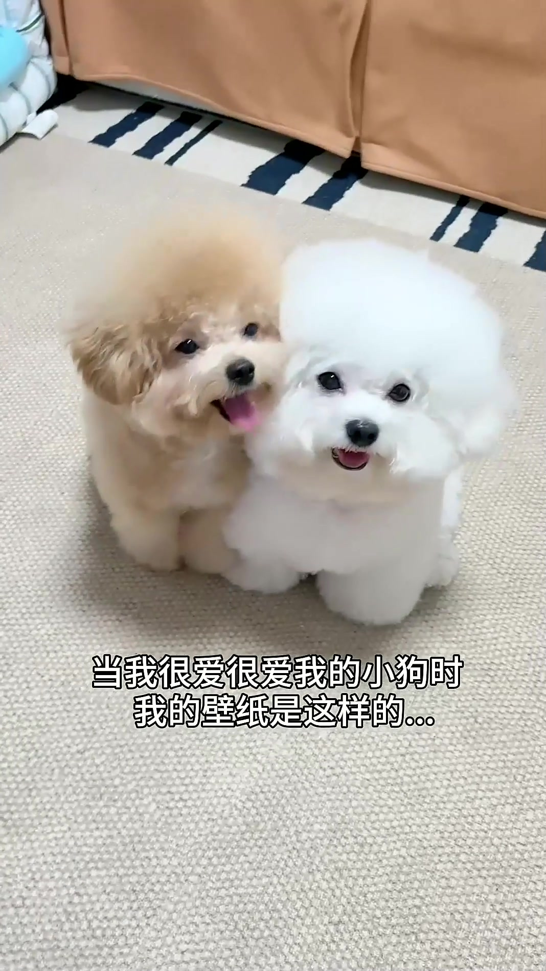 用壁纸记录了小狗的这一年 萌宠开心每一天