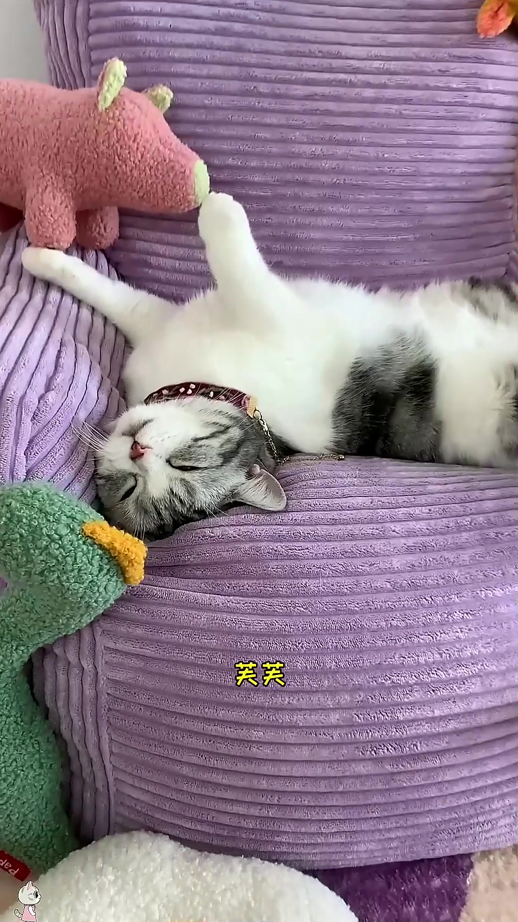 泡芙收到了新玩具 小猫咪是时候展现球技了萌宠开心每一天