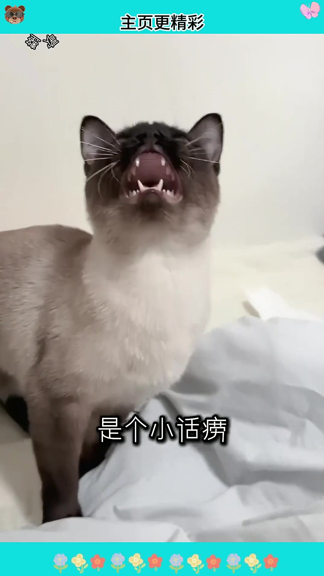 一个小猫怎么能有这么多外号 萌宠开心每一天