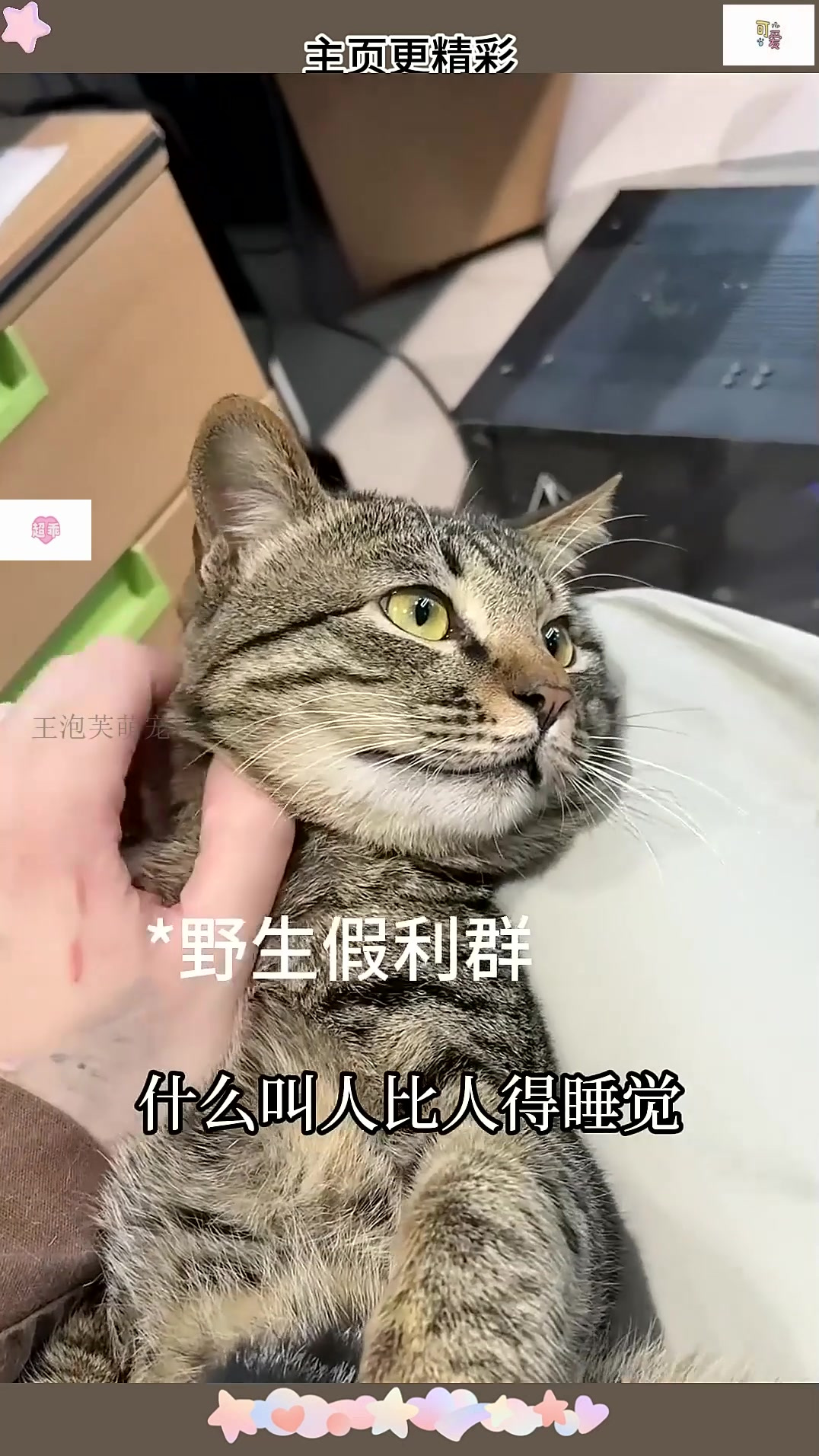 小猫也许知道 他被深爱着 才有恃无恐 萌宠开心每一天