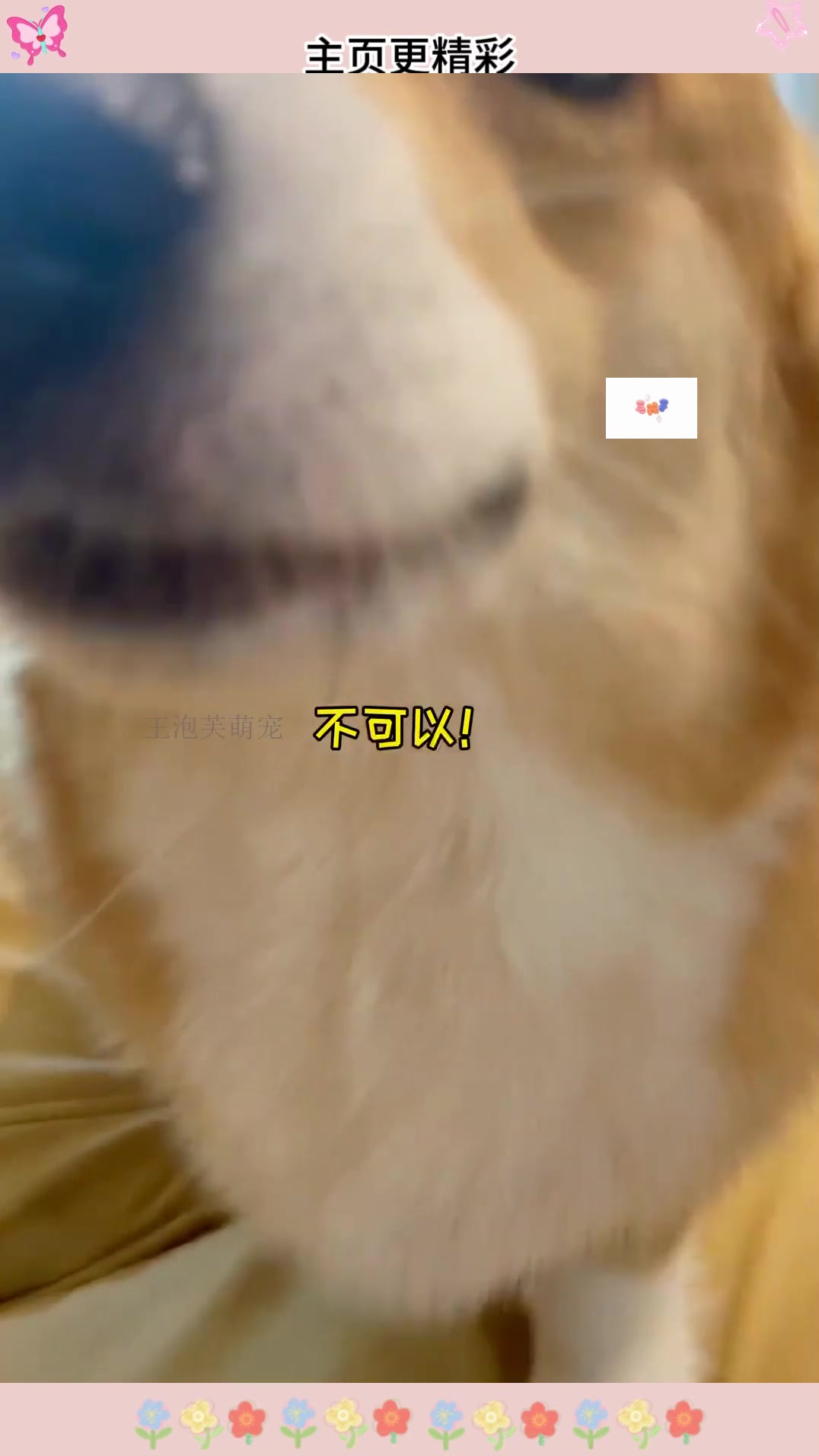 当我在外面撸了小猫咪～nini快气炸了哈哈萌宠开心每一天