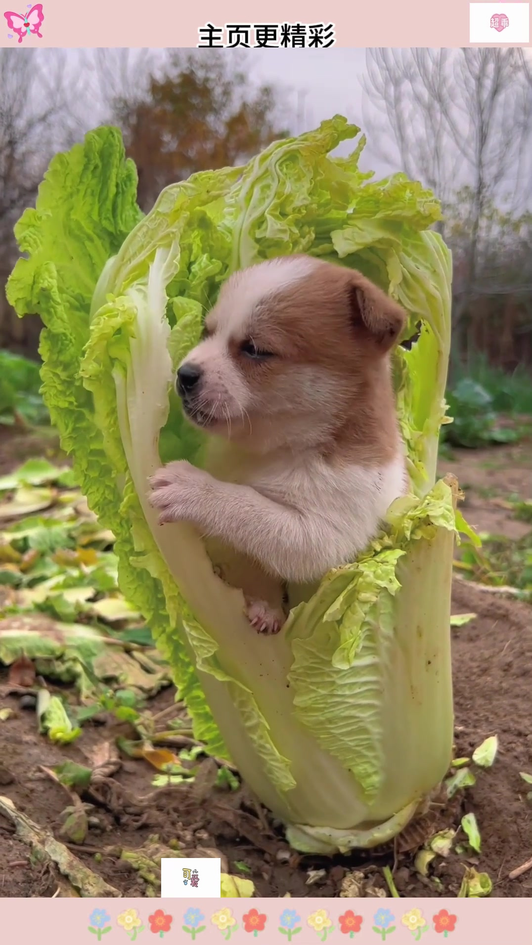 狗狗啃白菜萌宠开心每一天