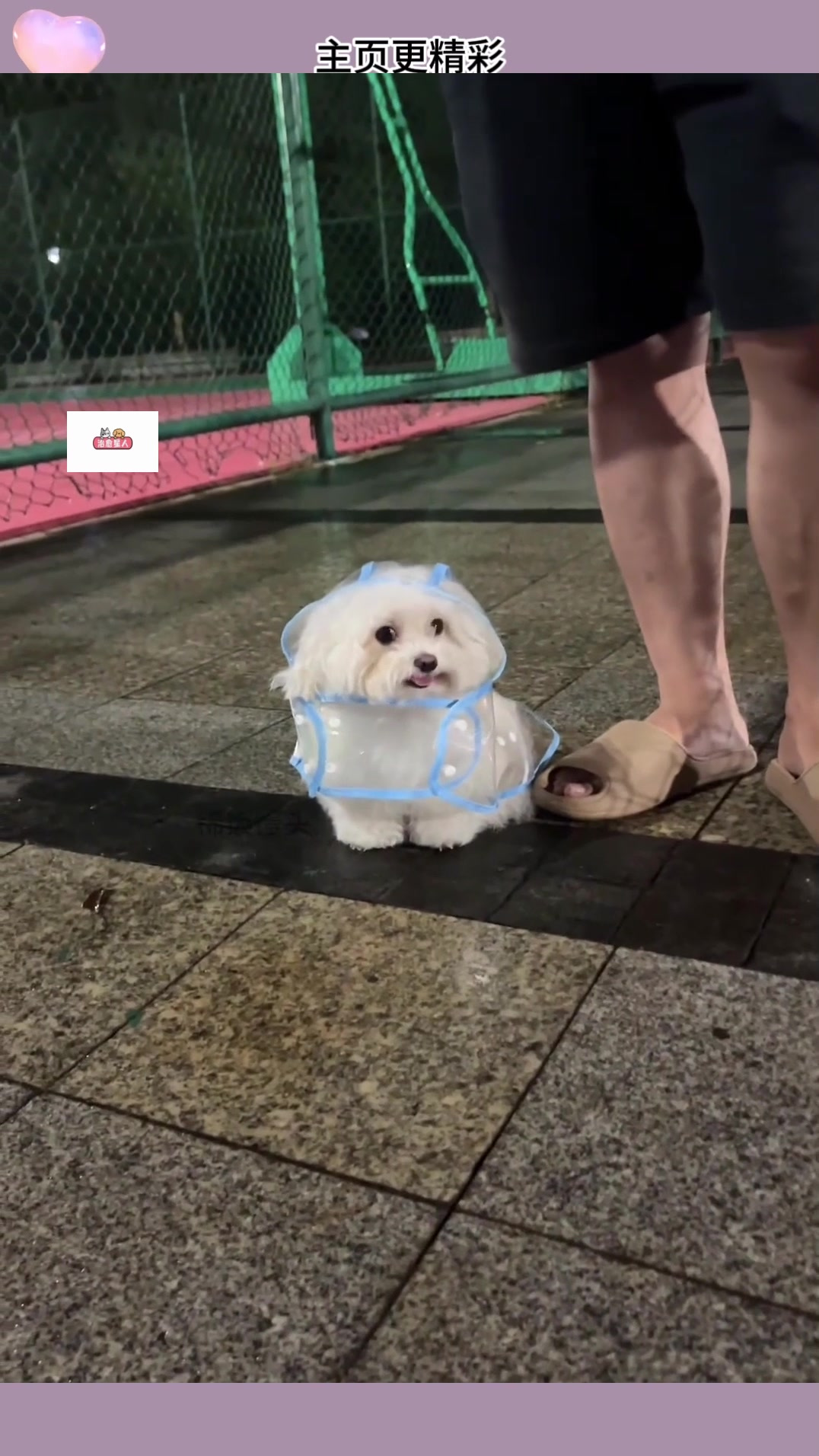 宝宝雨衣买了,雨停了……(视频版)宠物趣味生活