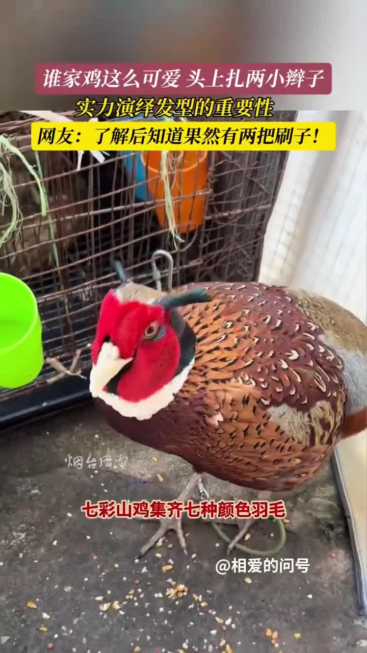 被称为动物人参的七彩山鸡,实力演绎发型的重要性