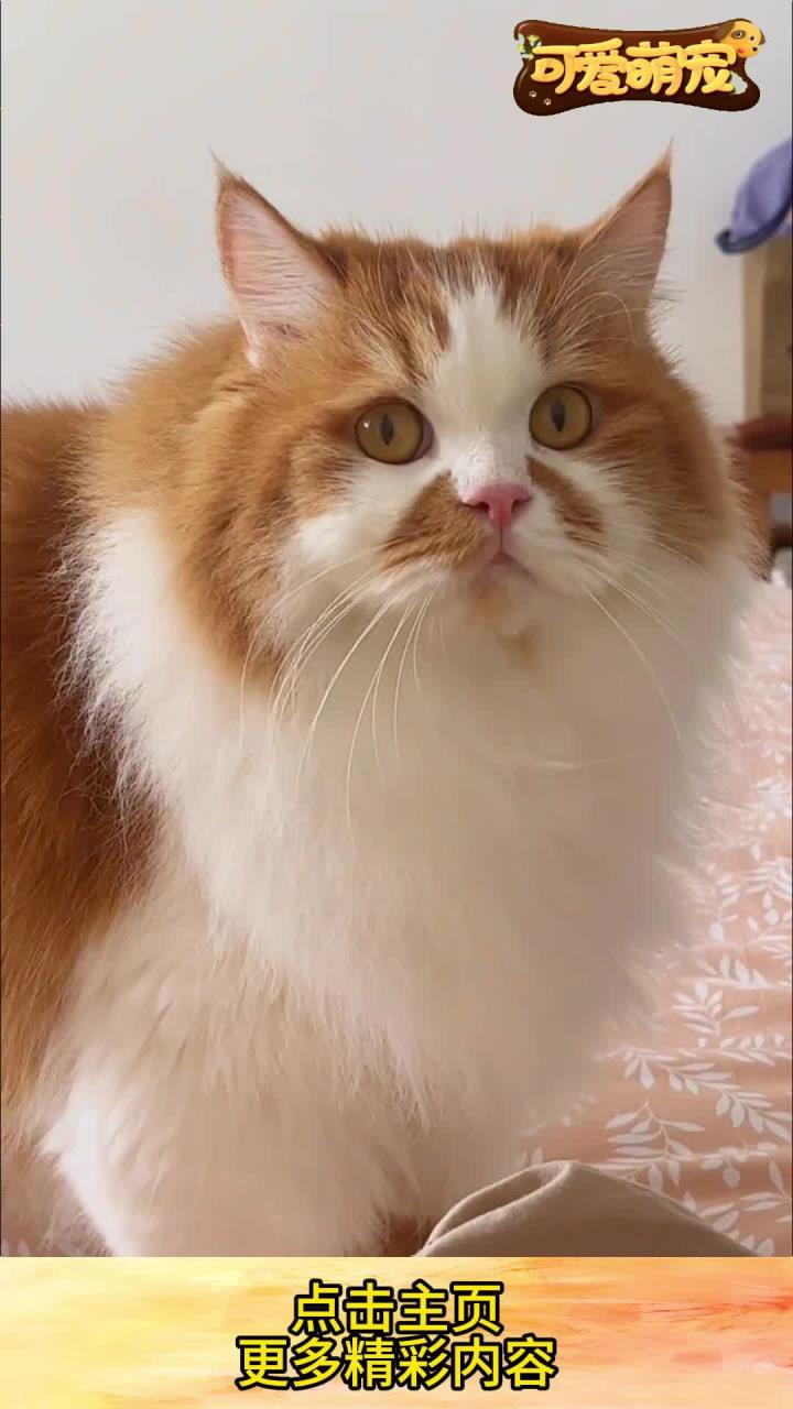 大黄鸭