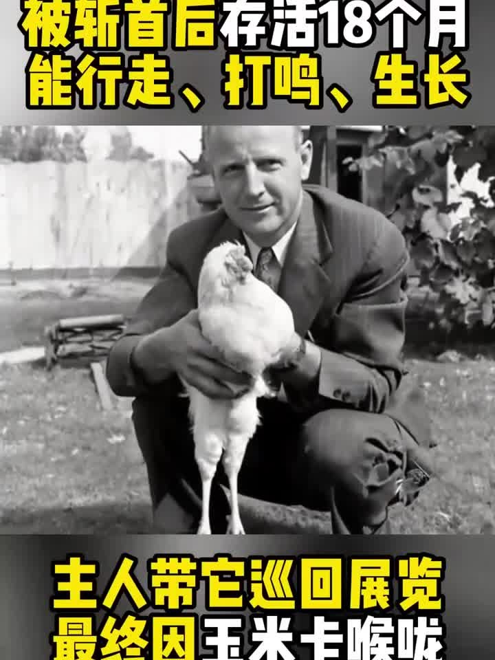 1945年无头鸡麦克,断头后活蹦乱跳18个月,甚至开启巡回演出