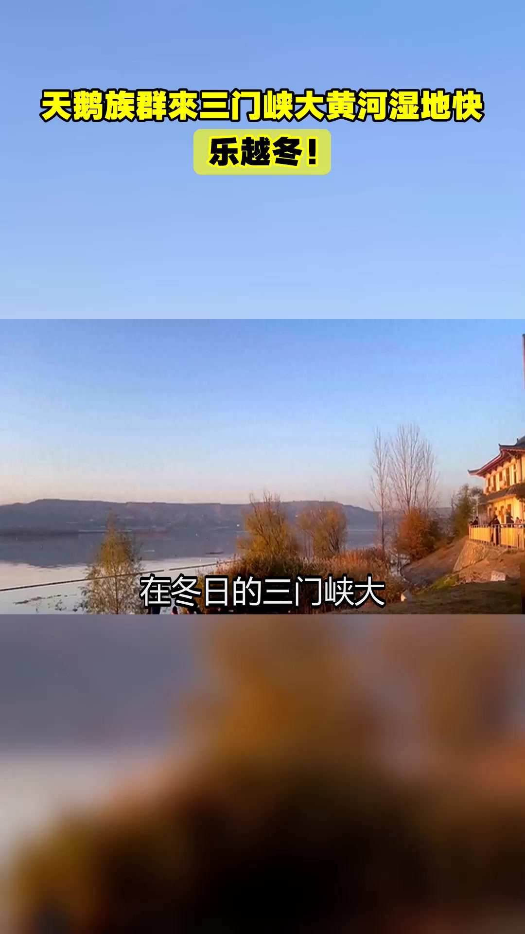 天鹅族群來三门峡大黄河湿地快乐越冬！