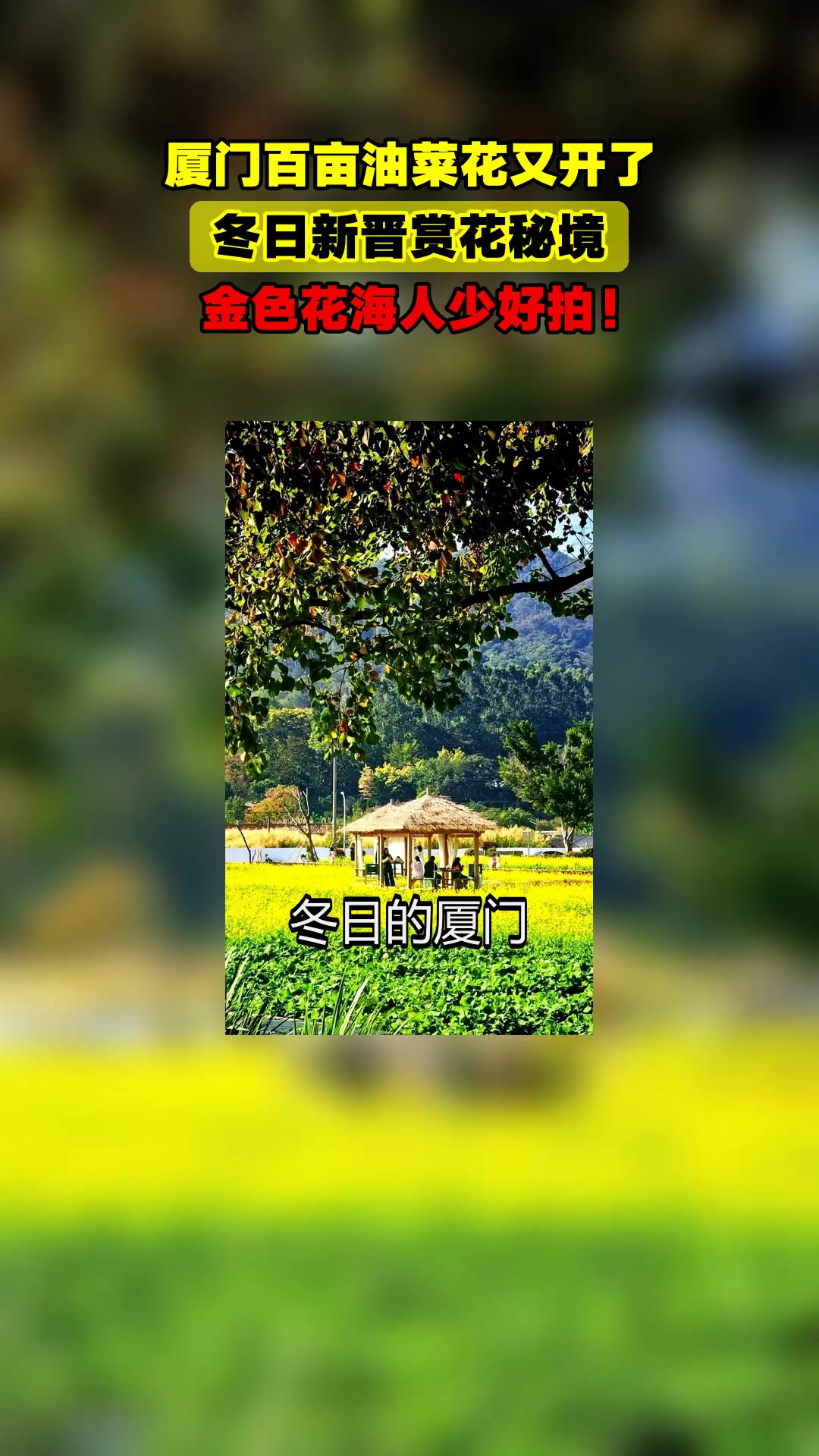 旅游玩家厦门百亩油菜花又开了，冬日新晋赏花秘境，金色花海人少好拍！