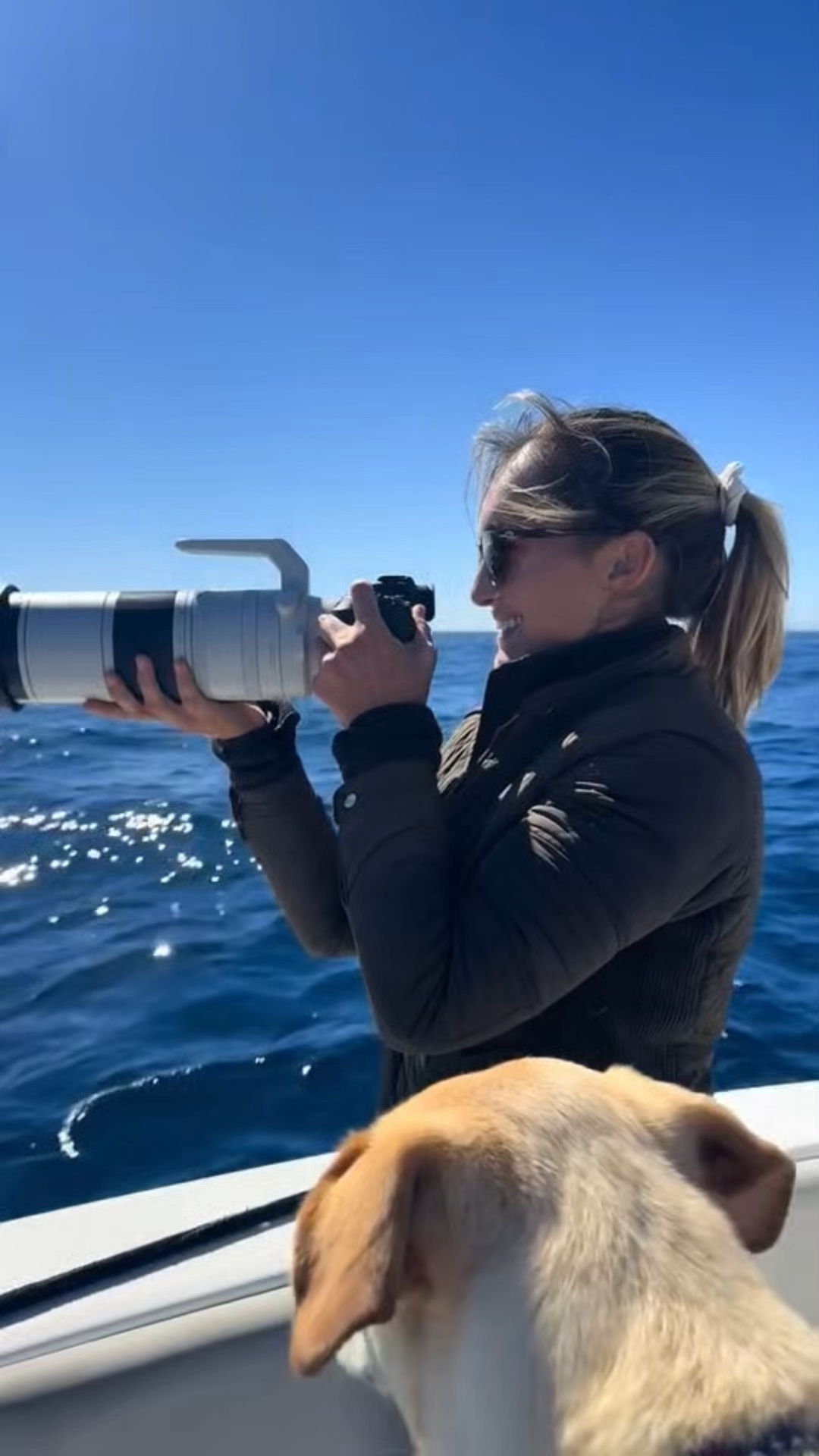 拒绝动物表演 但架不住动物自己表演啊.#海豚 #虎鲸 #鲸鱼