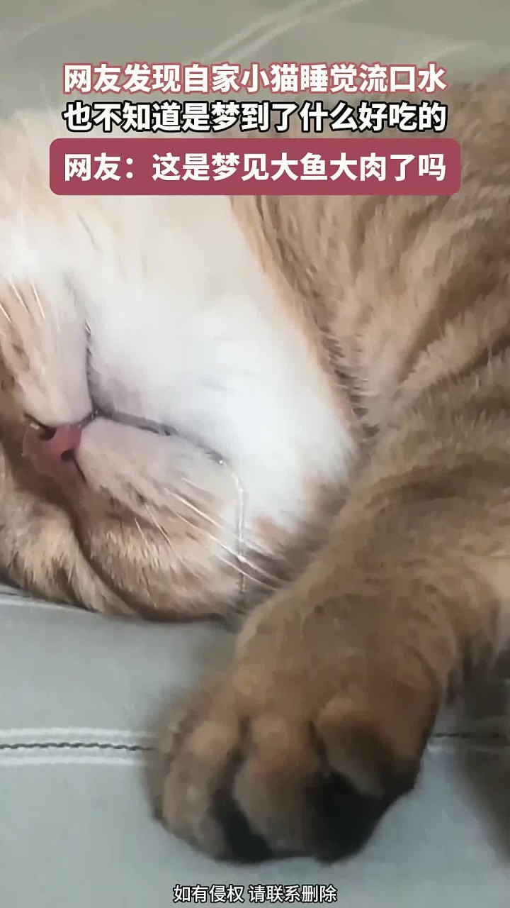 网友发现自家小猫睡觉流口水,也不知道,是梦到了什么好吃的?