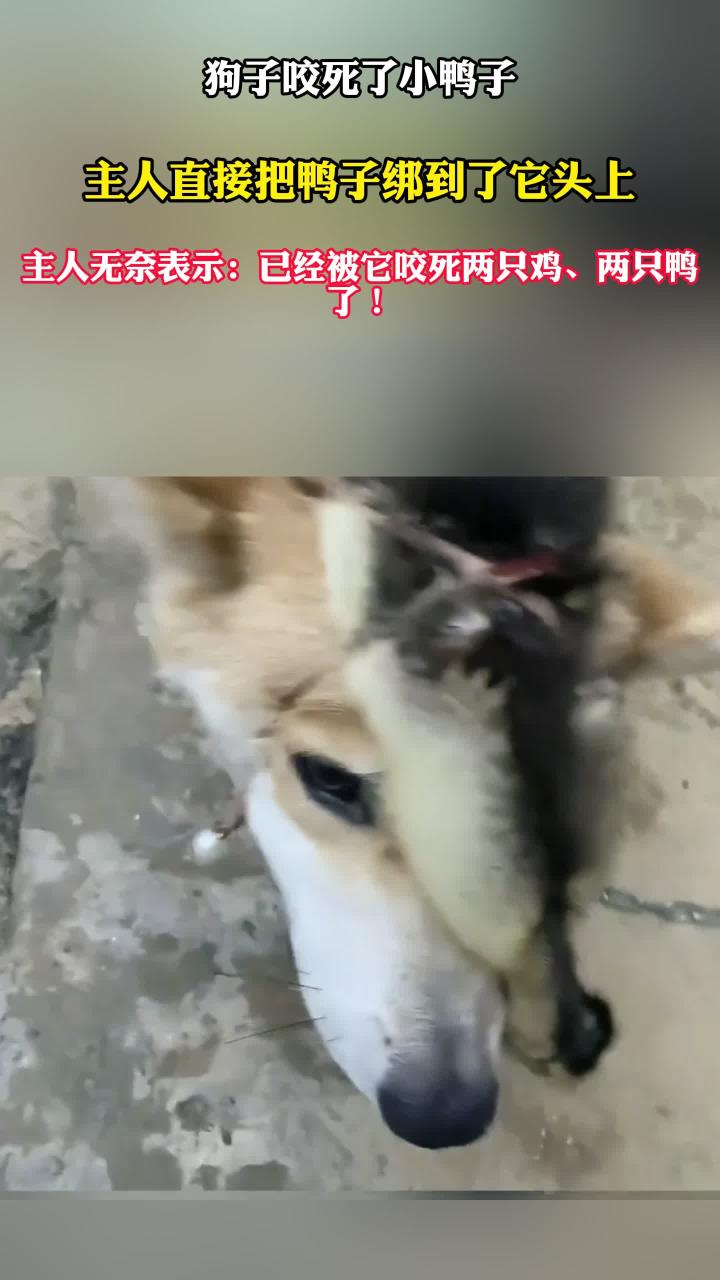 狗子咬死小鸭子,主人直接把鸭子绑在它头上,主人:已经死了两只鸡两只鸭了