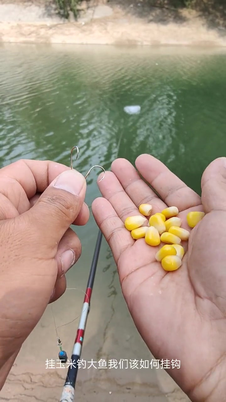 野钓玉米粒挂钩方法钓鱼