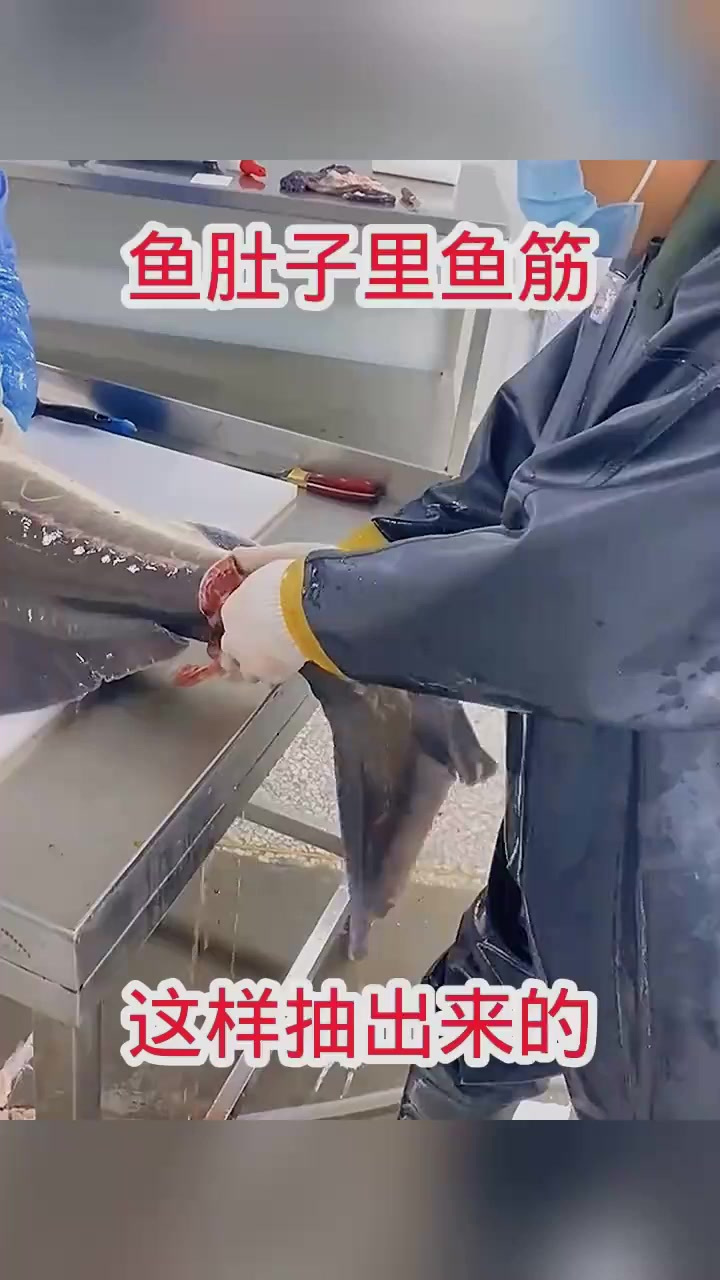 鱼肚子里鱼筋,这样抽出来的!(1)