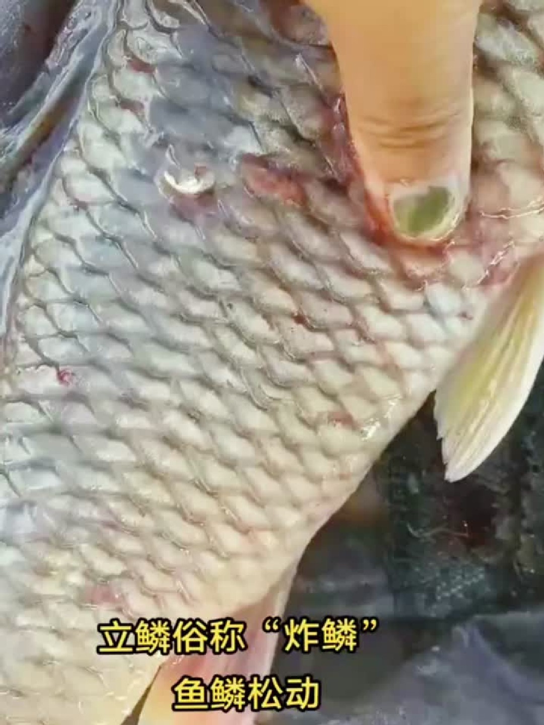 鱼鳞为什么会竖起来，松动？