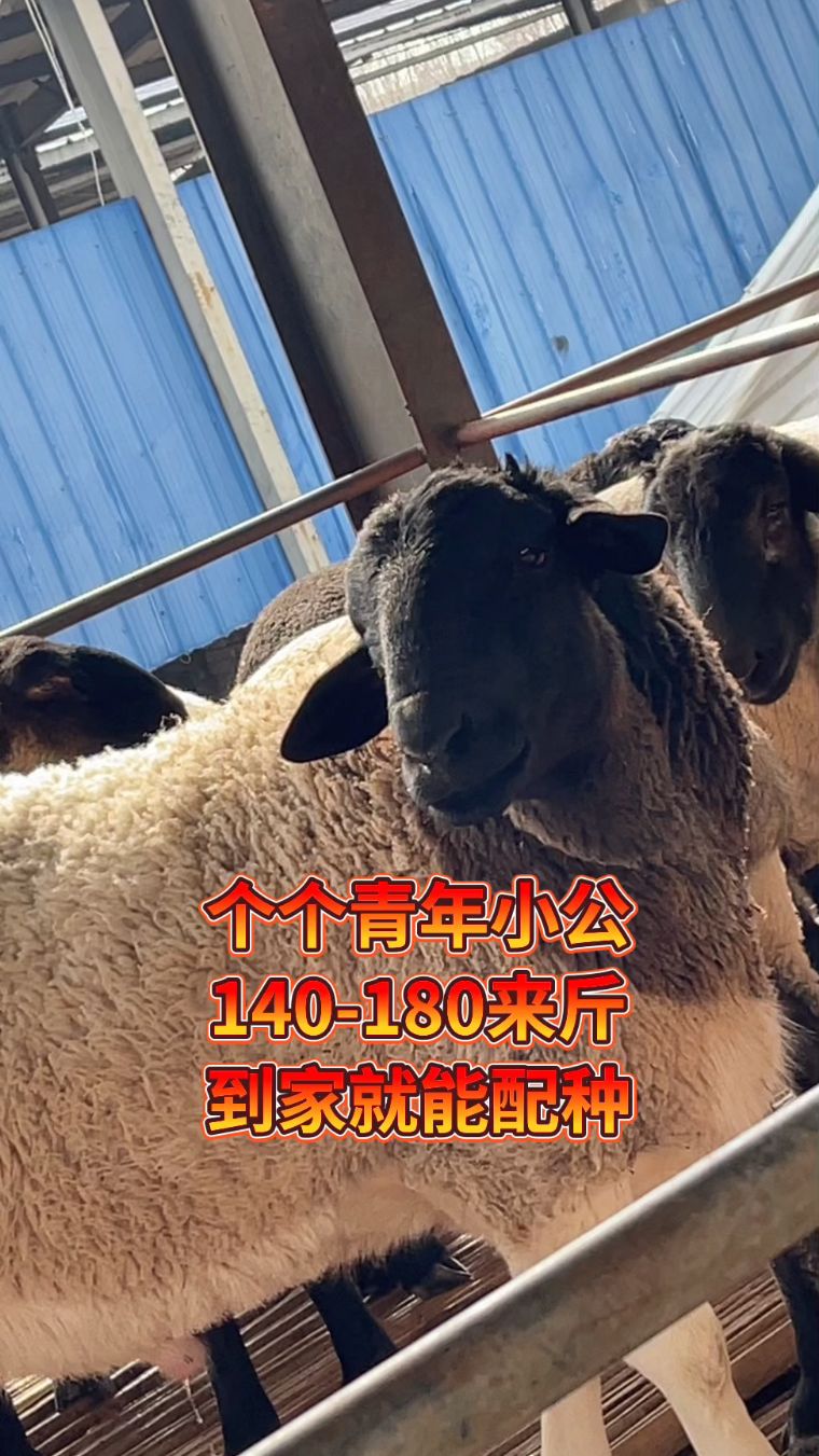 精黑头公羊,萨福克种公羊澳洲白种公羊,大体型肉羊品种羊