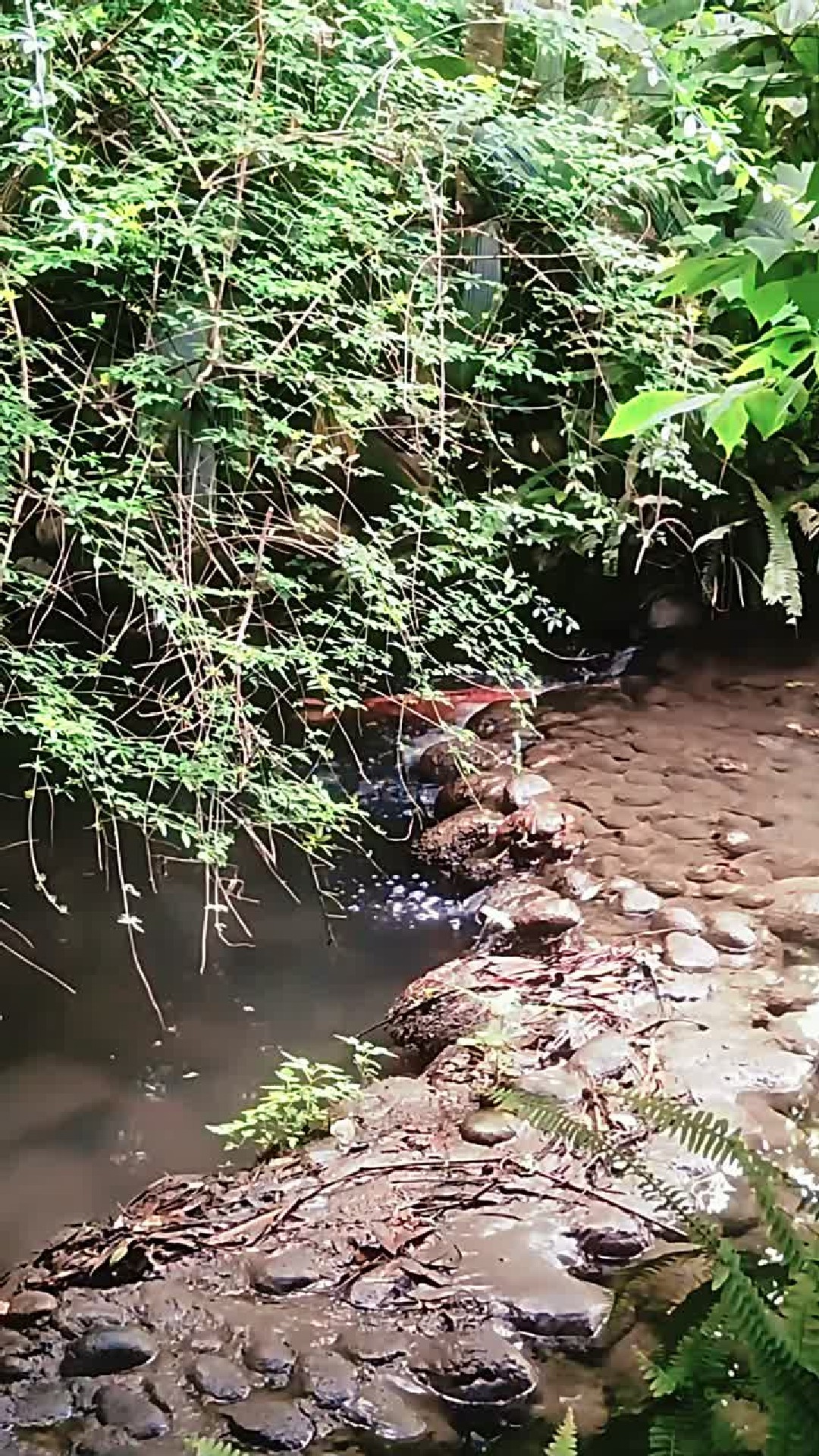 鲤鱼跃龙门